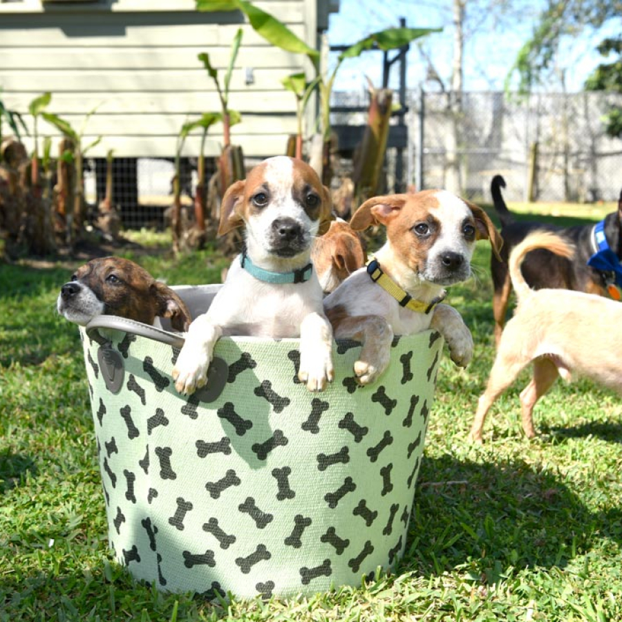 Metairie Humane Shelter Pup & Purr Magazine